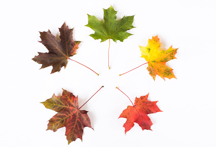 الوقت المثالي لزراعة الشعر: تأثير الفصول والتوقيت